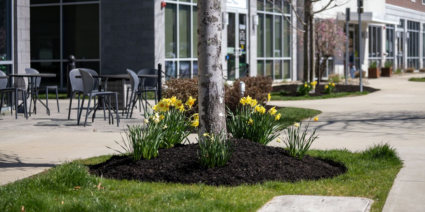 Mulched tree bed with daffodils at a commercial plaza