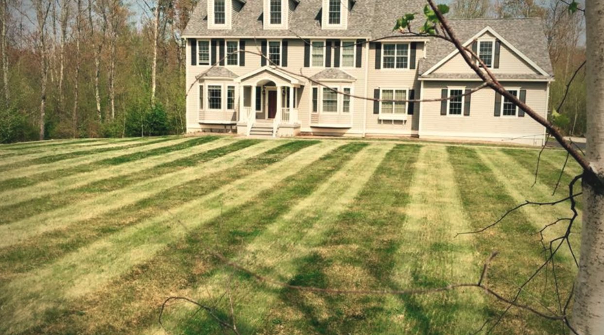 Striped front lawn of a colonial home